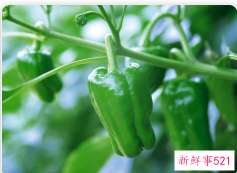 梦见菜椒是什么意思