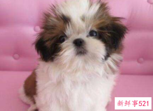 西施犬饲养上需要注意的事项