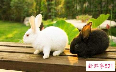 梦见兔子什么意思