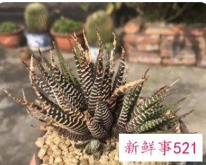 条纹十二卷发黄的原因分析