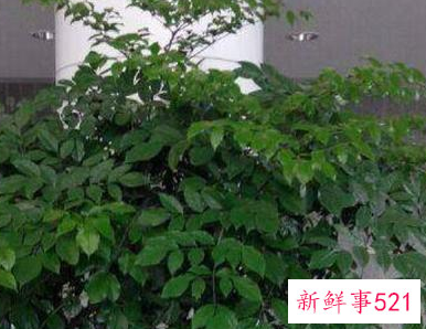 公司门口种什么树最旺