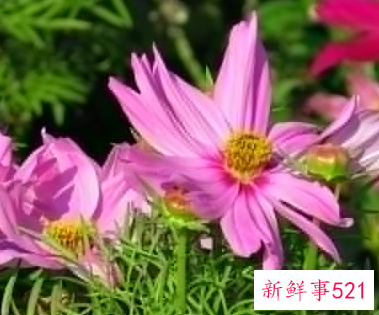 巨蟹座未来三年的学业运势