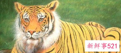 为什么叫虎百年