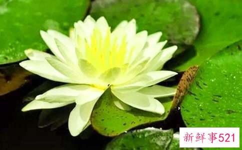 梦见睡莲有什么寓意