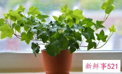 常春藤可以放卧室吗