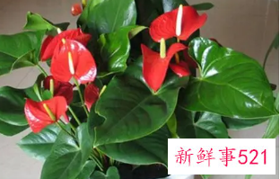 怎样看出红掌该浇水了