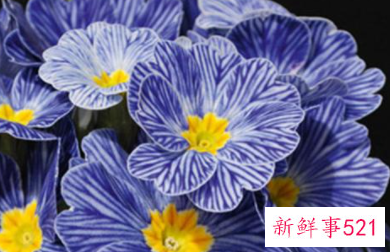 过年买的桃花会结果吗