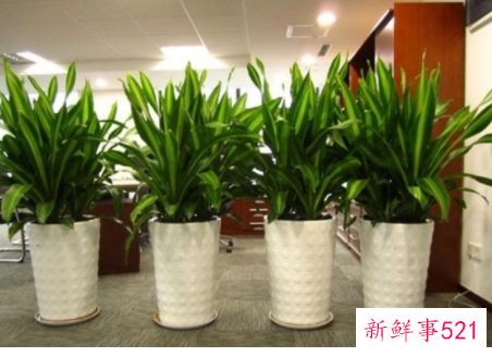 办公室的风水植物有哪些