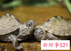 乌龟在家养吉利吗