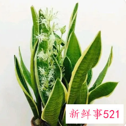 虎皮兰越冬养护