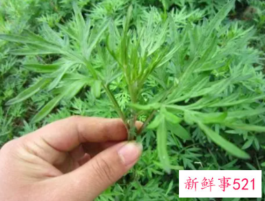 艾叶对女人的好处