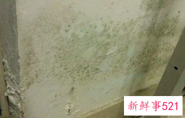 室内潮湿发霉怎么办