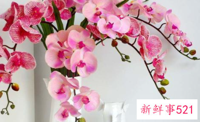 过年买的桃花会结果吗