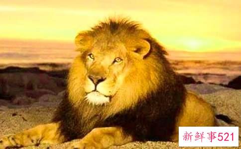 水瓶座和狮子座的配对