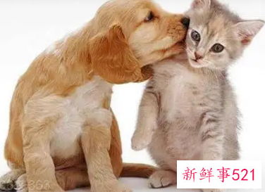 家里养猫好还是养狗好