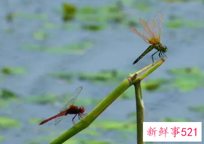 梦见双头蜻蜓是什么意思