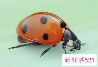 梦见甲虫什么意思