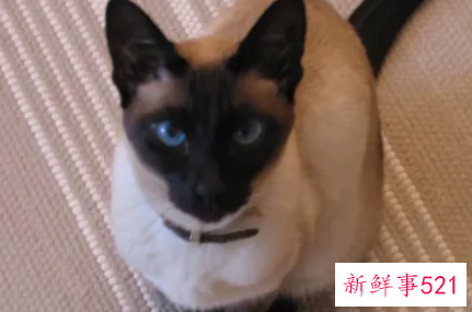 最适合新手养的猫排名