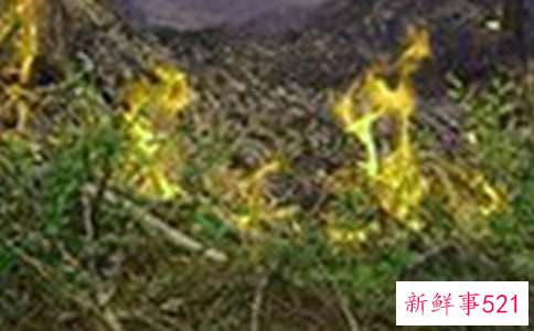 梦到火灾什么意思