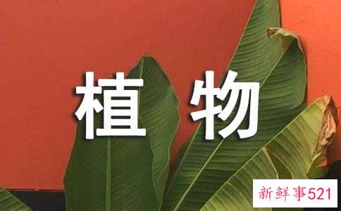 什么植物可以带来好运气