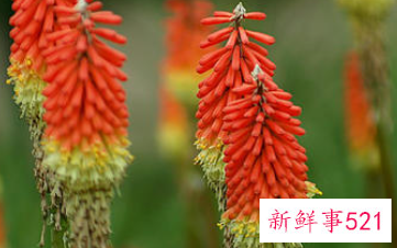 过年买的桃花会结果吗