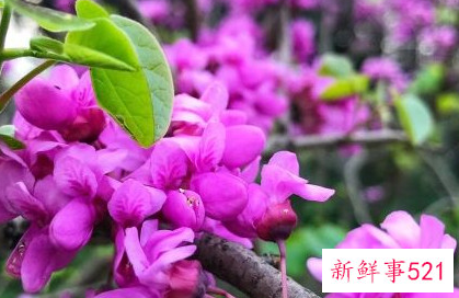 紫荆冬季短截造型能做不