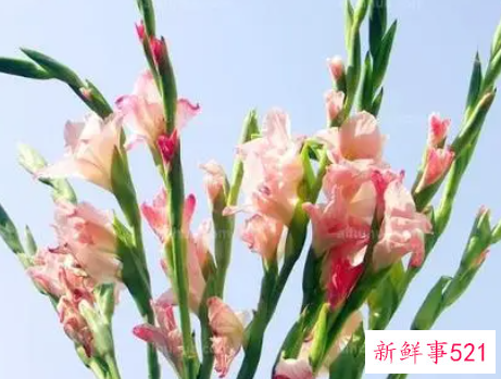 唐菖蒲黄叶子的原因