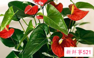 过年买的桃花会结果吗