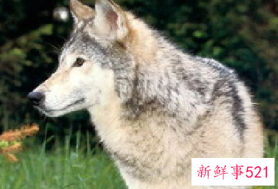 狼对人类有什么好处