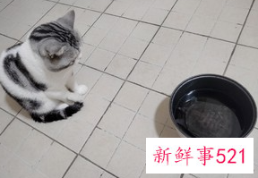 甲鱼煲鸡汤的做法