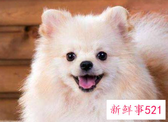 养宠物哪种比较好