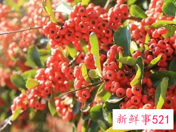 梦见羊齿科植物