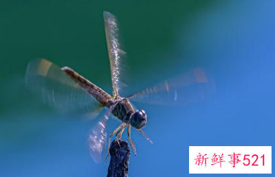 梦见双头蜻蜓是什么意思