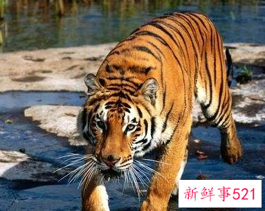 做梦家里养老虎代表什么