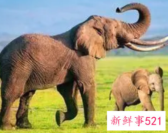 梦见养了一只小象是什么意思