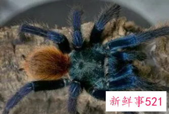 梦见蓝色大蜘蛛