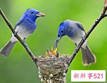 一种鸟叫会死人的叫声