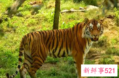 做梦家里养老虎代表什么