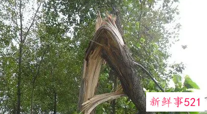 梦见大树压在房子上什么意思