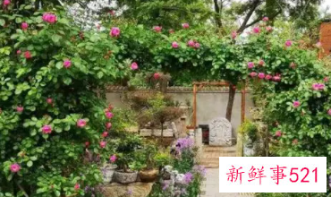 梦到别人院子开满了花