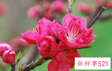 过年买的桃花会结果吗