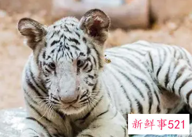 梦见小老虎在家里是什么意思