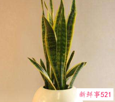 虎皮兰的风水用法