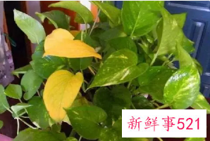 绿萝叶片发黄怎么办