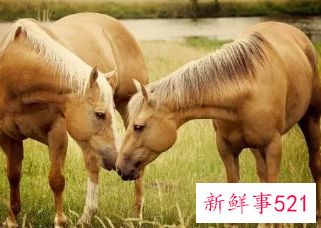 1990年属马开公司起啥名字