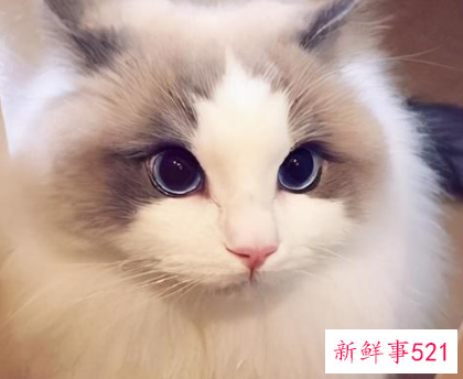 最适合新手养的猫排名