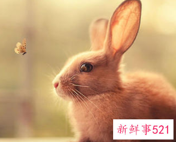 讲诚信的动物十二生肖