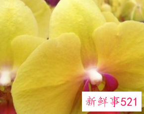 绿白蝴蝶兰花语和寓意