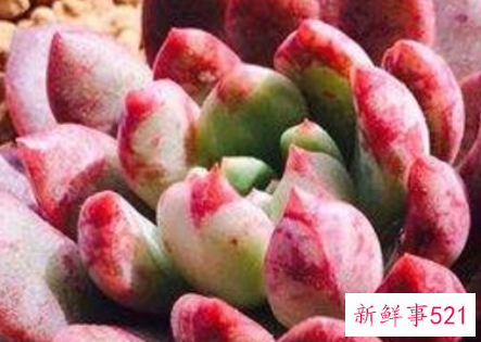 多肉根部杆子发黑