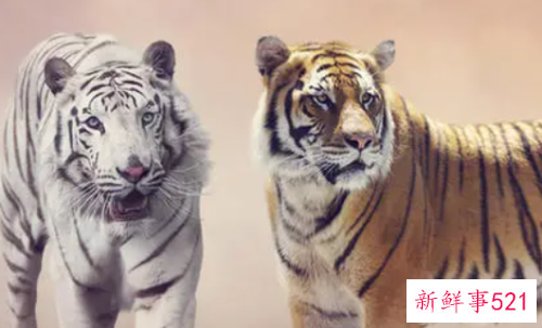 梦见躲避野兽有什么征兆